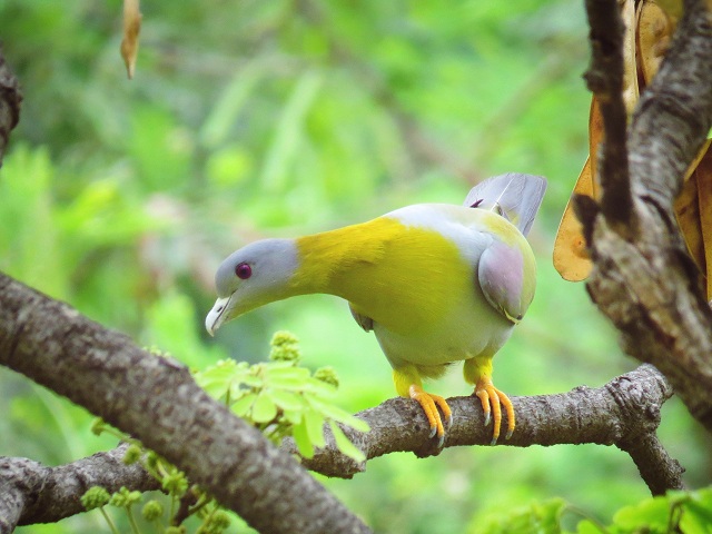 Koyana Birdwatching